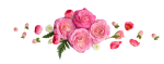 top-view-roses-flowers_23-2148860033-removebg-preview